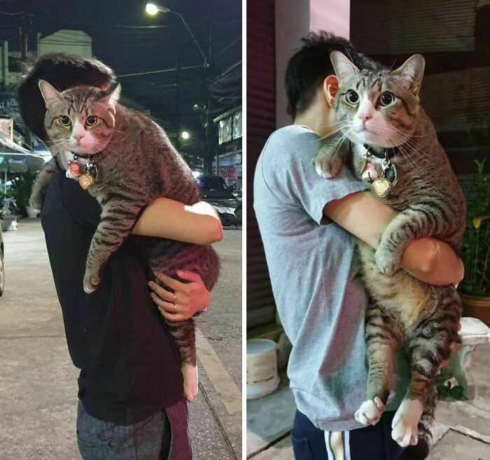 Este gato