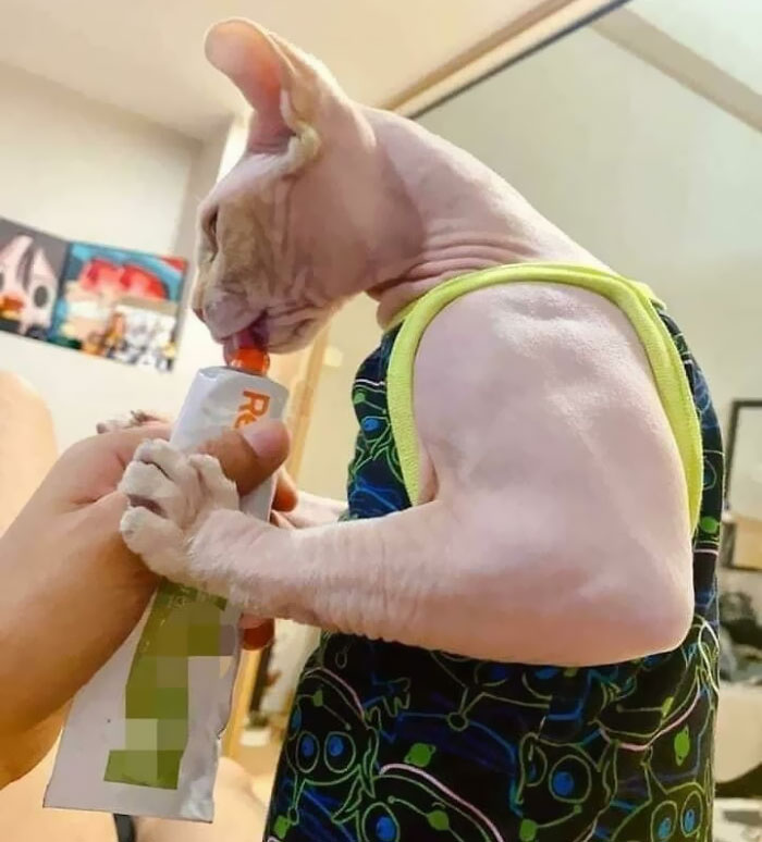  El tamaño del brazo de este gato 