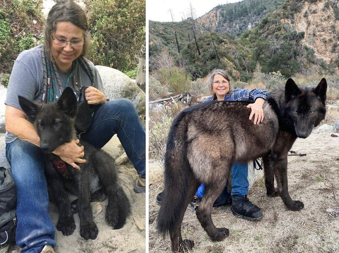 Un perro lobo de 2 meses y medio y luego 2 años 