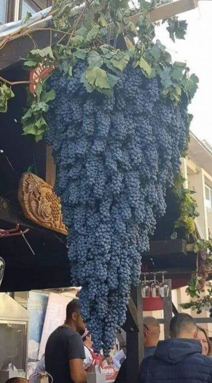 Un racimo de uvas Caleb 