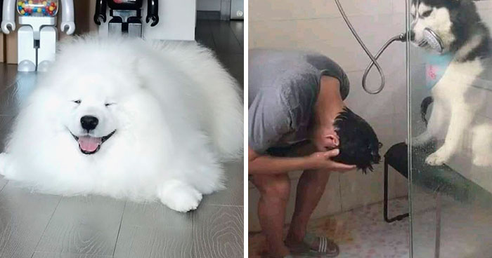 «¿Qué tipo de perro es este?»: 35 divertidas fotos de perros que te harán sonreír (nuevas fotos)
