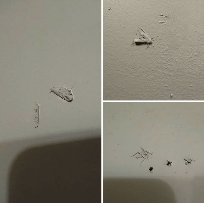 Finalmente pude comprarme una casa y descubrí que pintaron la pared por encima de unos bichos