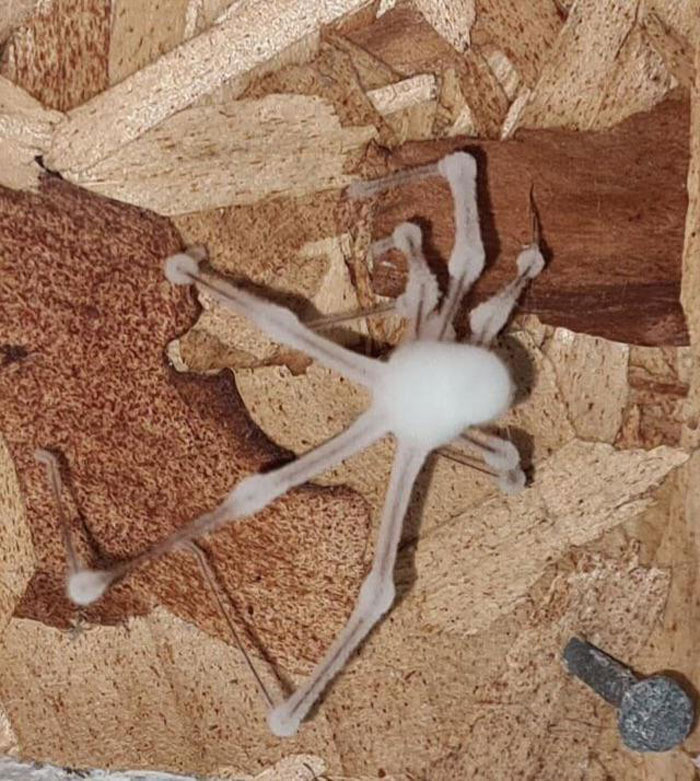 ¿No te gustan las arañas? ¿Qué tal una araña zombi reanimada por una infestación de hongos?