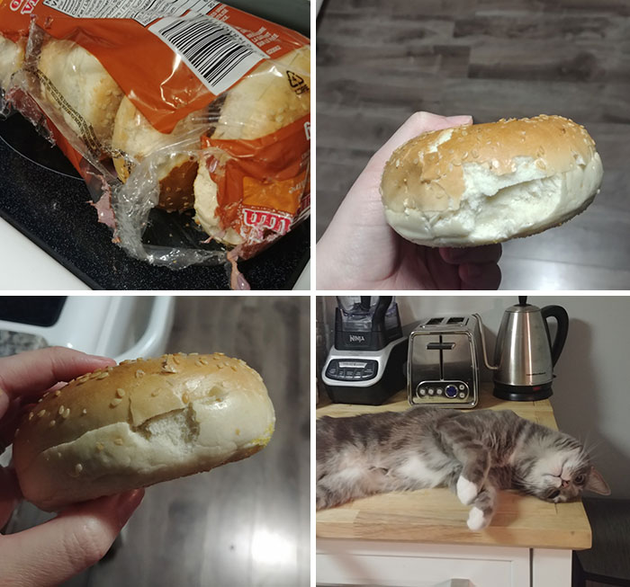 El gato se enfadó porque no estábamos en casa para darle de cenar, y se vengó de nosotros rompiendo un paquete de panecillos y dándoles un pequeño mordisco a cada uno