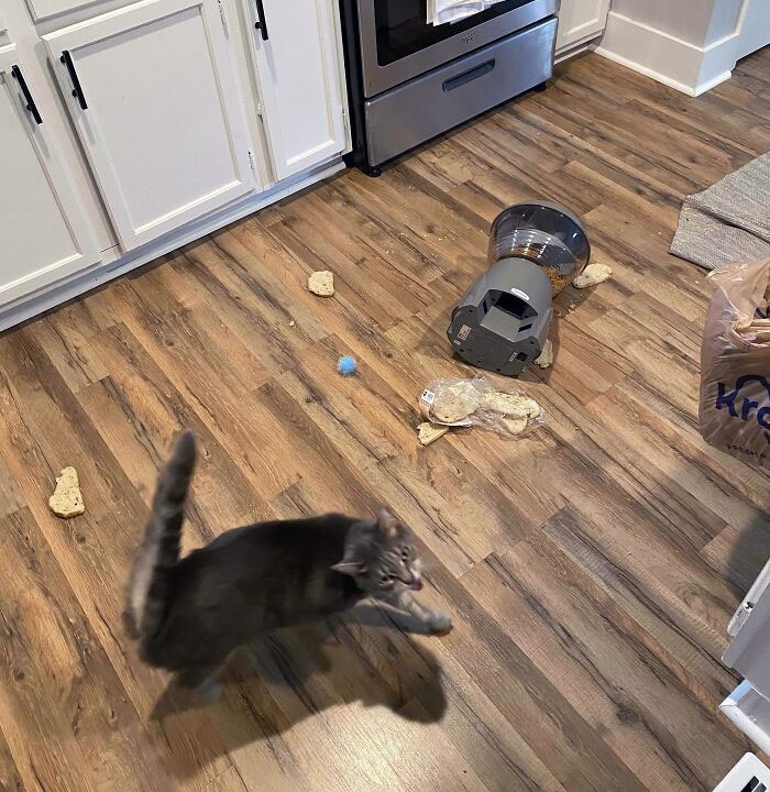 Este es Bruce. Bruce atacó a su comedero automático y luego, cuando no le dio de comer, decidió vengarse con mi pan