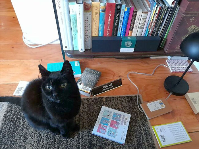 Cheech te hace saber que esta listo para comer tirando libros de la estantería a las 3 de la mañana. Este es él mostrando sin vergüenza en su desastre