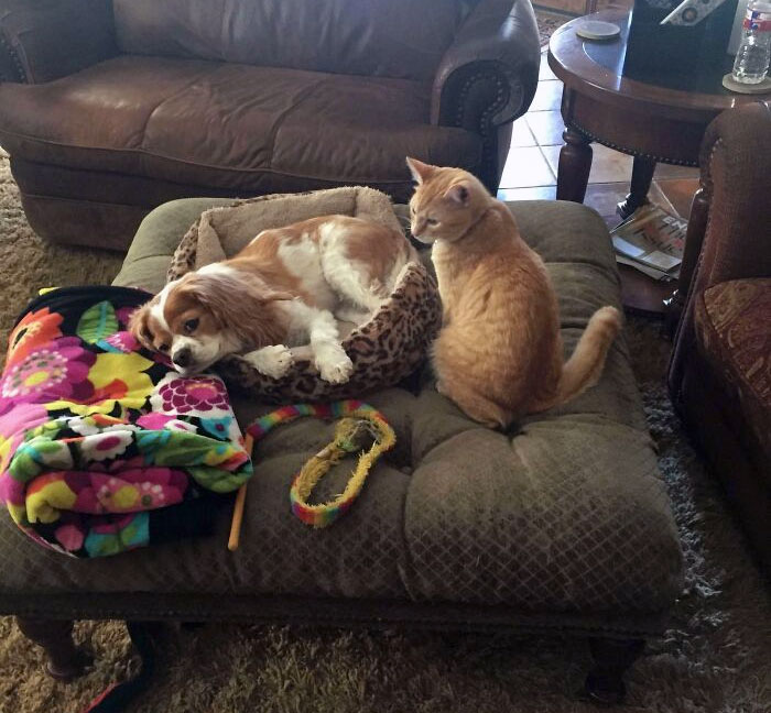 Maggie vio su momento de venganza y robó la cama del gato