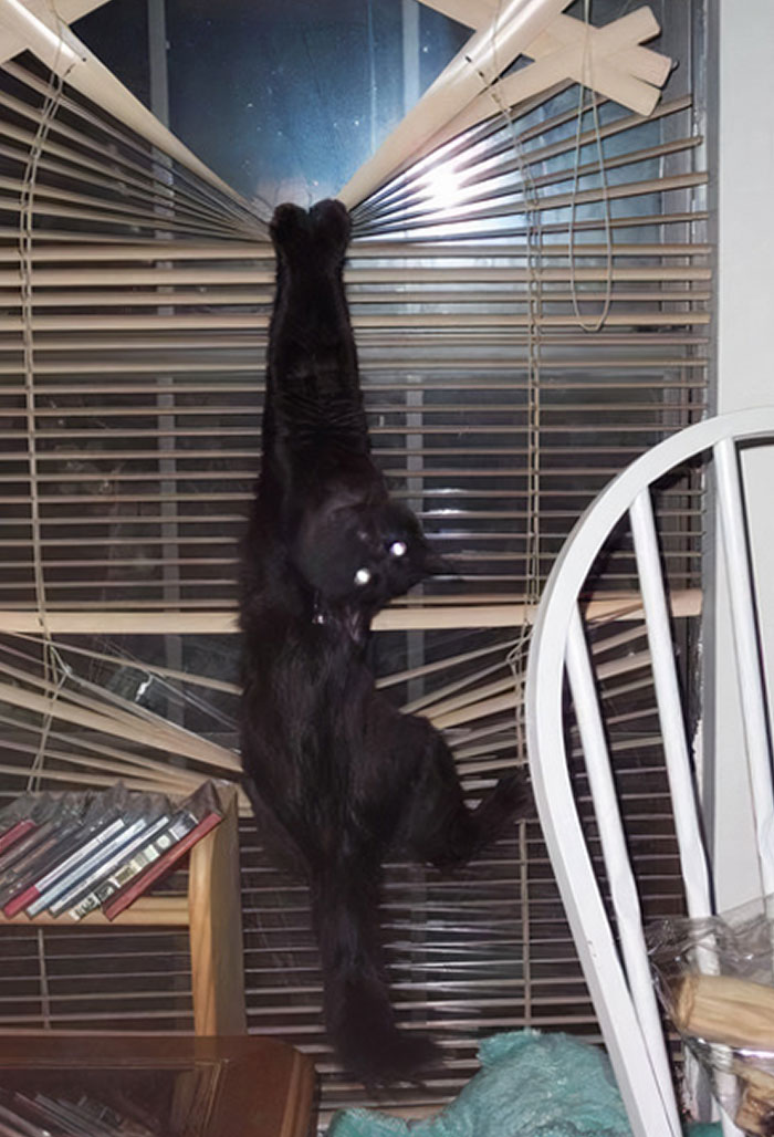 Venganza por comprar comida barata para gatos