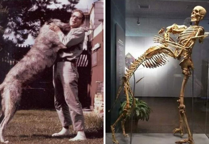 Esta cuenta recopila interesantes fotografías históricas, y aquí tienen 40 de las mejores