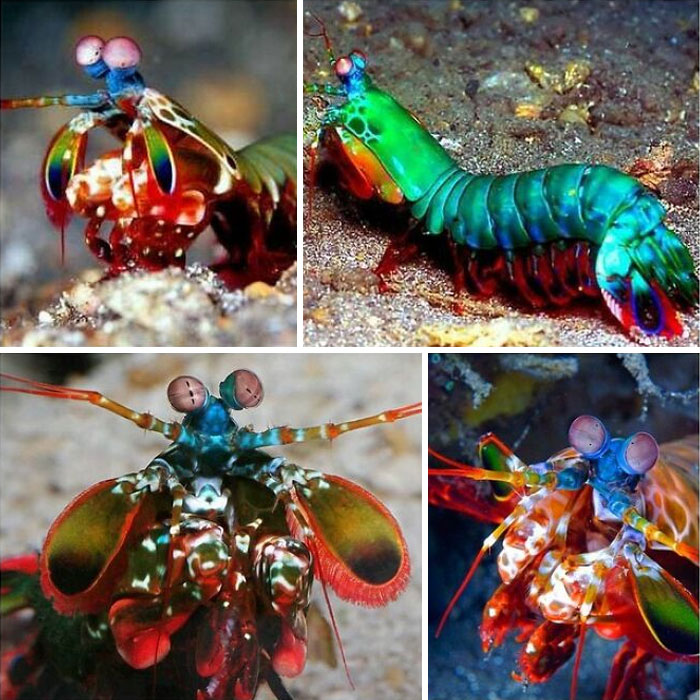 Las langostas mantis o estomatópodos son crustáceos marinos, miembros del orden Stomatopoda