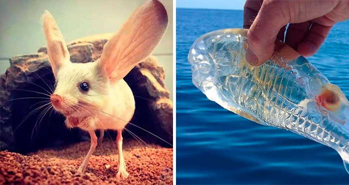 25 Criaturas raras, divertidas y curiosas de nuestra Tierra que quizá no conocieras