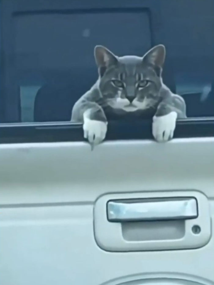 Gatito