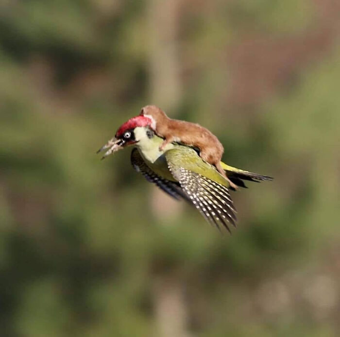 Increíble foto de un pájaro carpintero volando con una comadreja a cuestas