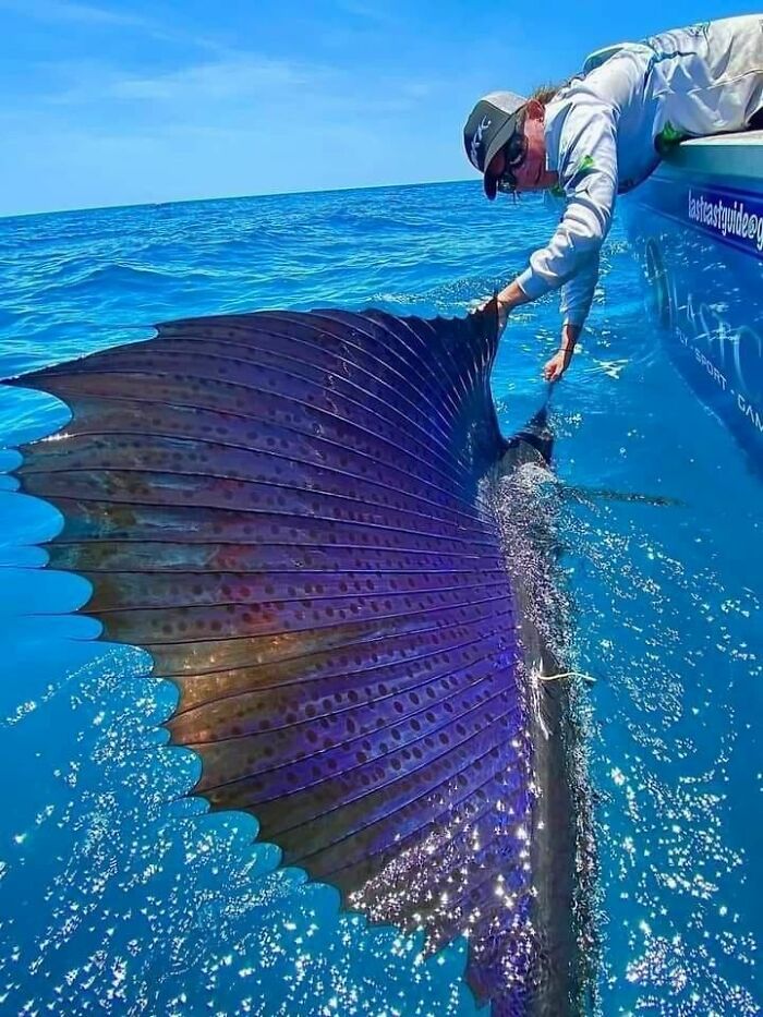 Queensland, Australia - El pez vela está considerado el pez más rápido del mar, ya que alcanza velocidades máximas de 112 km/h
