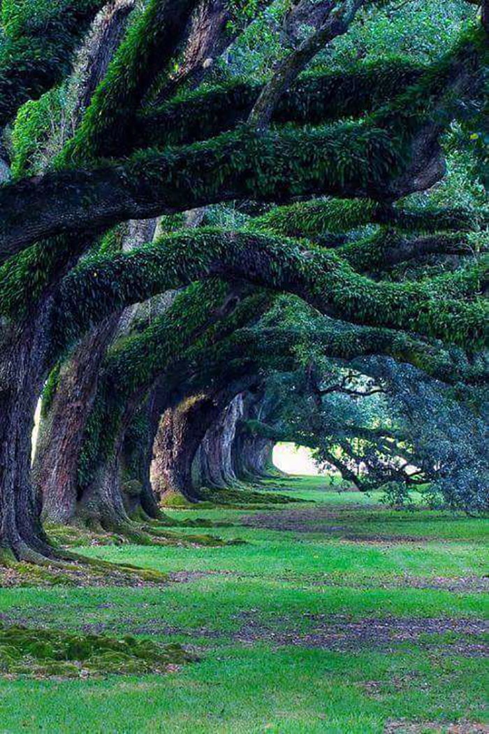 Robles de 300 años, plantación Oak Alley, Luisiana