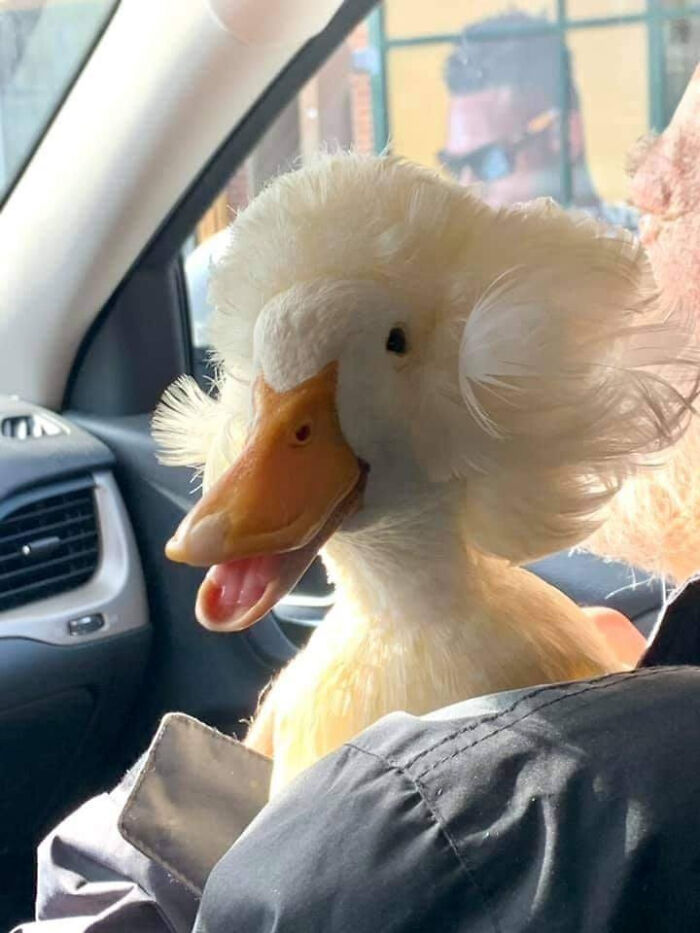 Si estás teniendo un mal día, tómate un segundo para mirar a mi pato crestado, Gertrude, ¡y te pondrá una sonrisa en la cara! Sí, es su pelo de verdad