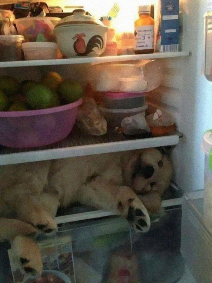 Pensé que esto les encantaría