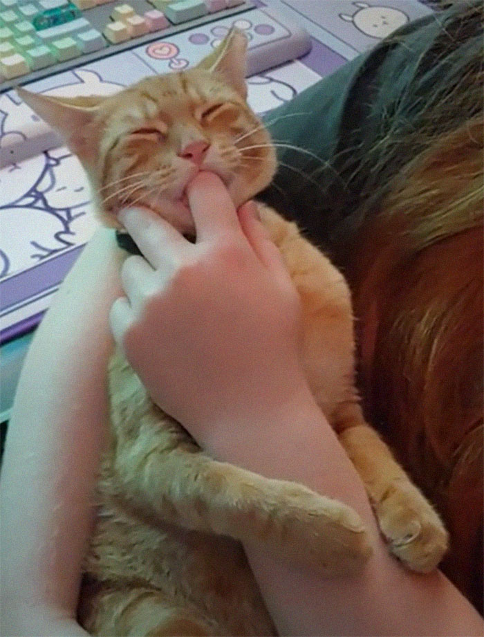 A Cheddar le gusta chuparle los dedos a la gente, es un rarito