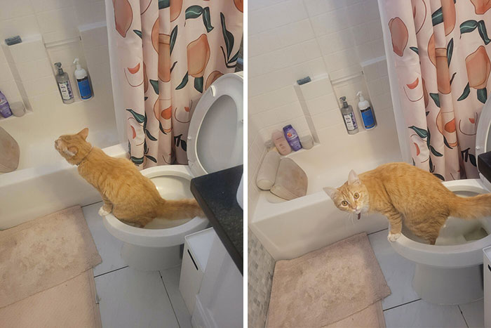 Nuestra gata no es lo suficientemente inteligente como para usar la caja de arena para gatos, pero por suerte es tan tonta que volvió a ser inteligente y orina en el inodoro