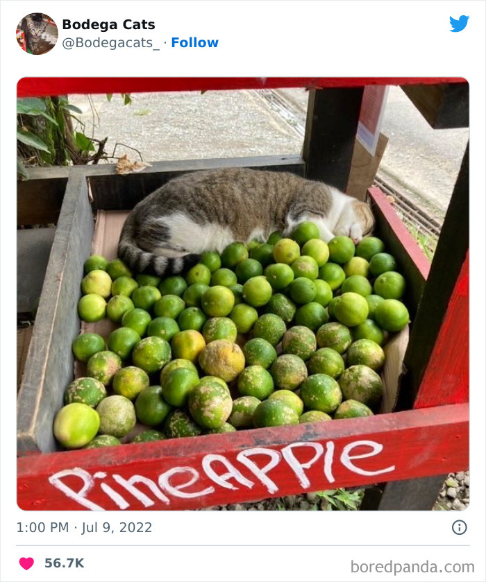 Cute And Funny Cats In Shops Looking Like They Own The Place, As Shared On This Twitter Page (New Pics)
