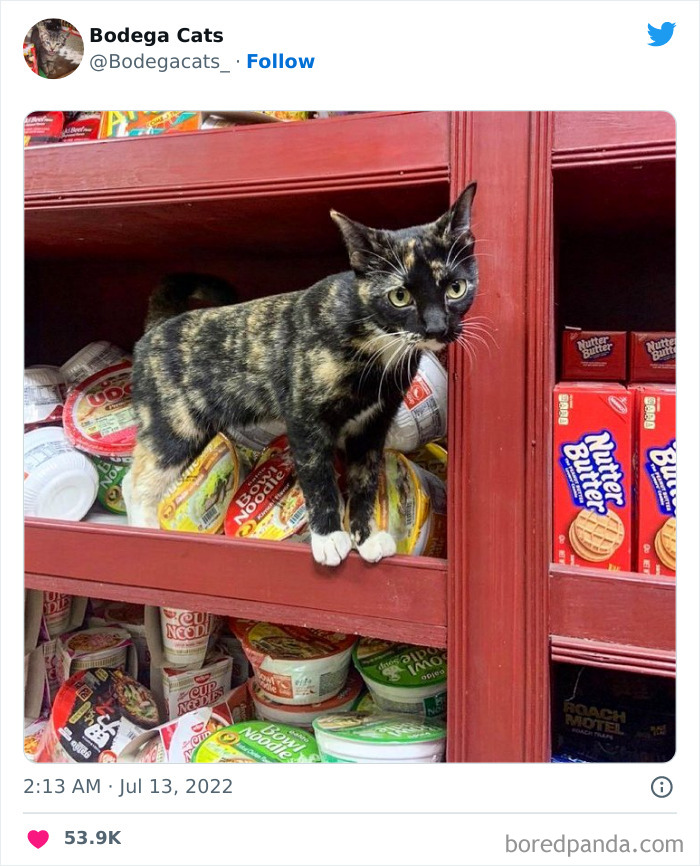 Cute And Funny Cats In Shops Looking Like They Own The Place, As Shared On This Twitter Page (New Pics)