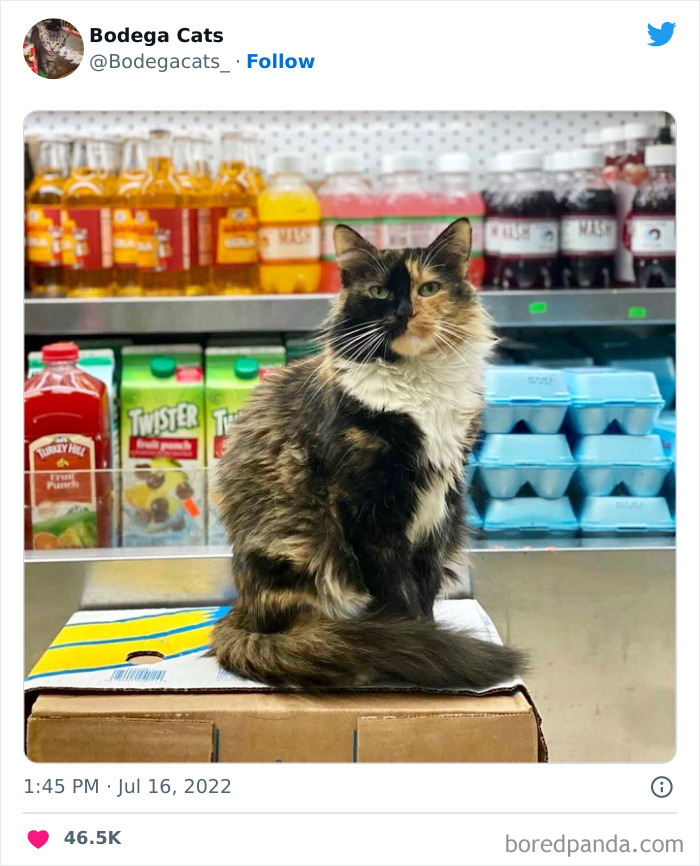 Cute And Funny Cats In Shops Looking Like They Own The Place, As Shared On This Twitter Page (New Pics)