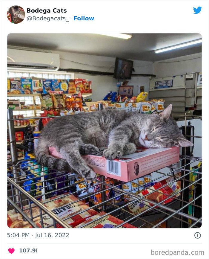 Cute And Funny Cats In Shops Looking Like They Own The Place, As Shared On This Twitter Page (New Pics)