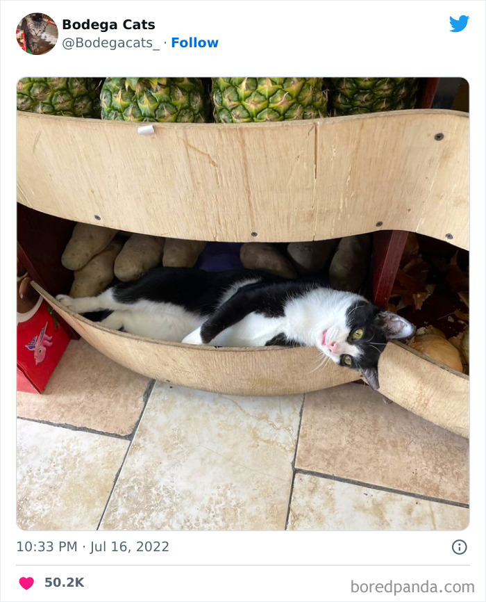 Cute And Funny Cats In Shops Looking Like They Own The Place, As Shared On This Twitter Page (New Pics)