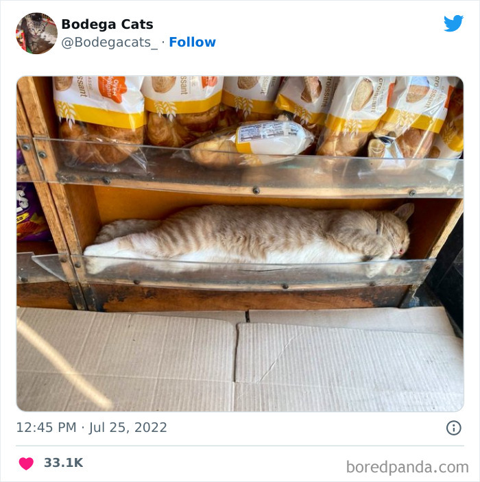 Cute And Funny Cats In Shops Looking Like They Own The Place, As Shared On This Twitter Page (New Pics)