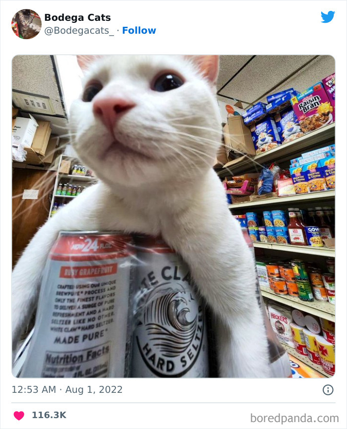 Cute And Funny Cats In Shops Looking Like They Own The Place, As Shared On This Twitter Page (New Pics)