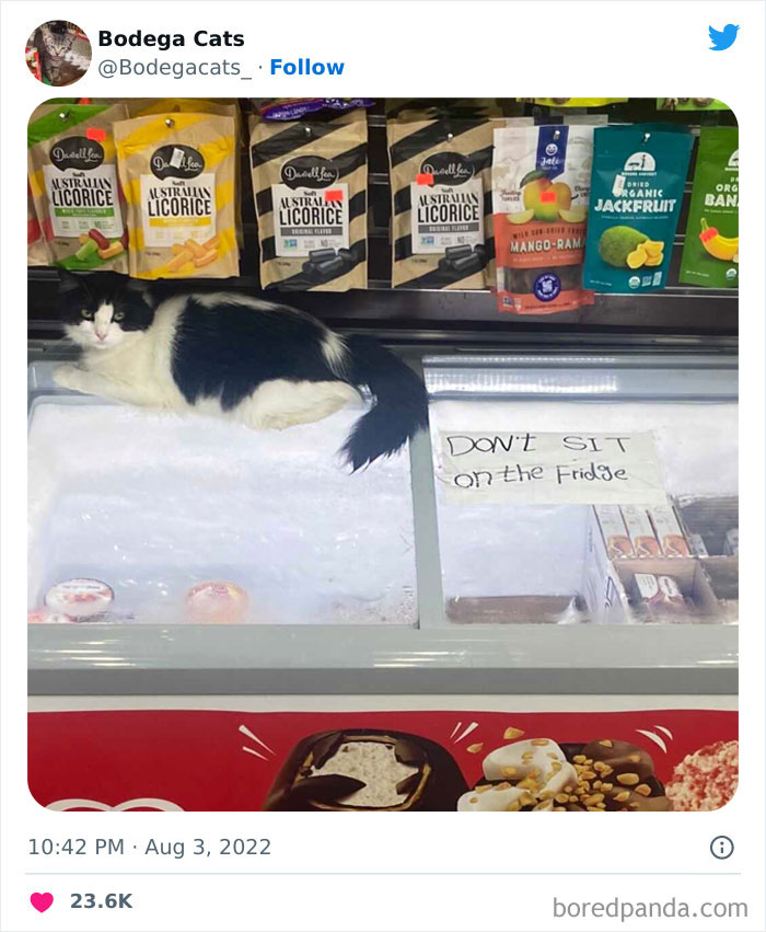 Cute And Funny Cats In Shops Looking Like They Own The Place, As Shared On This Twitter Page (New Pics)
