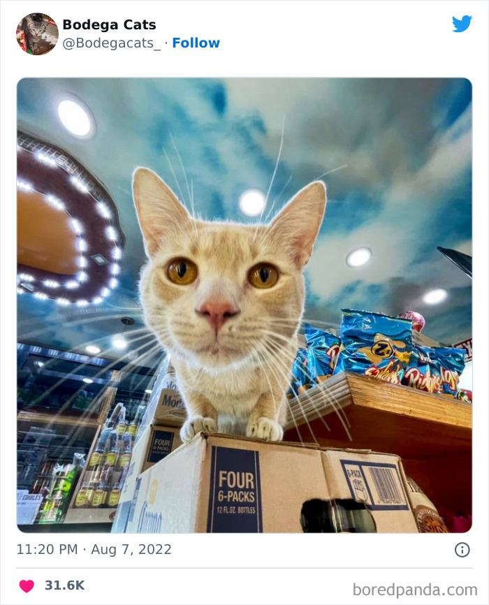 Cute And Funny Cats In Shops Looking Like They Own The Place, As Shared On This Twitter Page (New Pics)