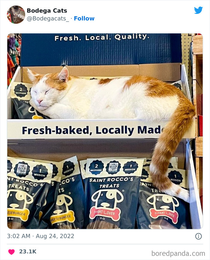 Cute And Funny Cats In Shops Looking Like They Own The Place, As Shared On This Twitter Page (New Pics)