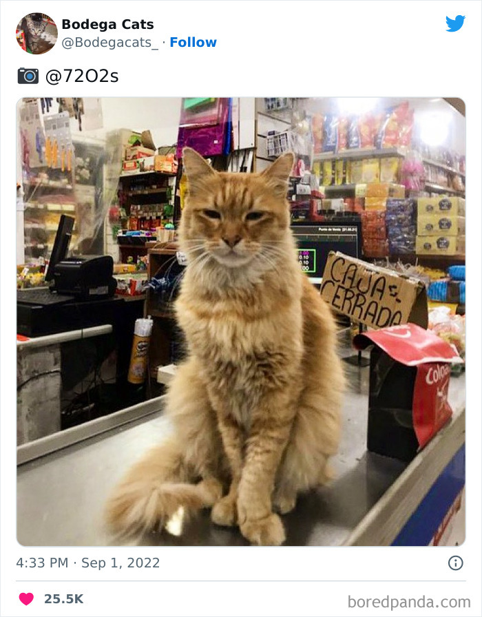 Cute And Funny Cats In Shops Looking Like They Own The Place, As Shared On This Twitter Page (New Pics)