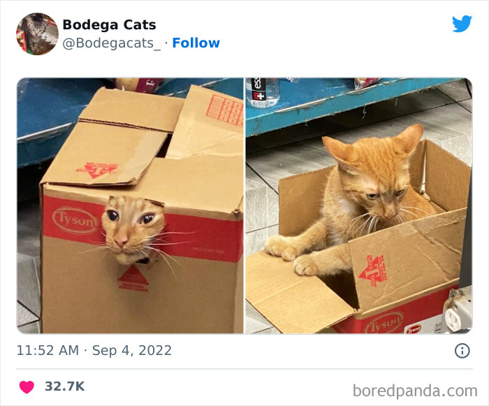 Cute And Funny Cats In Shops Looking Like They Own The Place, As Shared On This Twitter Page (New Pics)