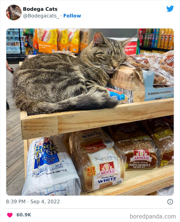 Cute And Funny Cats In Shops Looking Like They Own The Place, As Shared On This Twitter Page (New Pics)