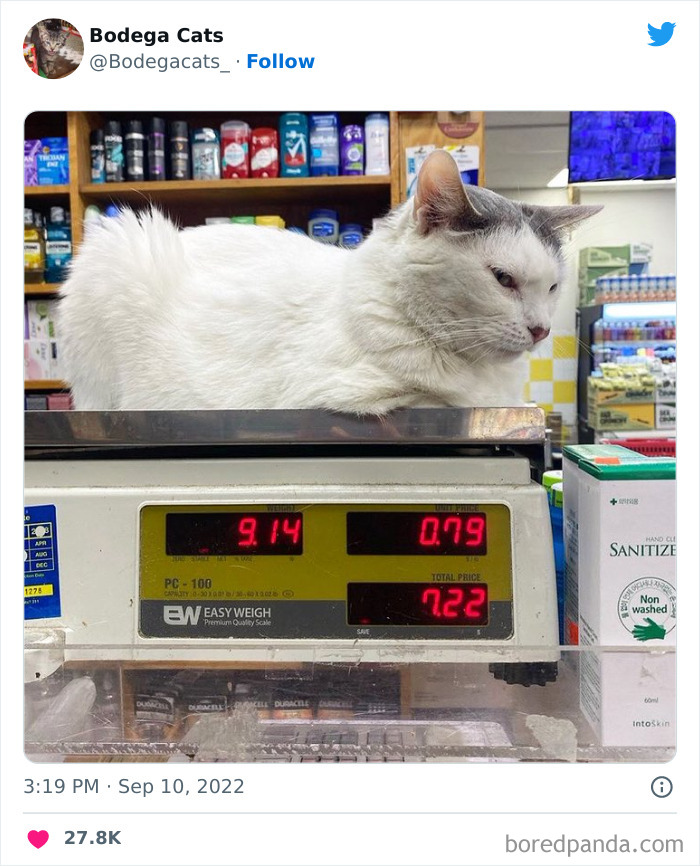 Cute And Funny Cats In Shops Looking Like They Own The Place, As Shared On This Twitter Page (New Pics)