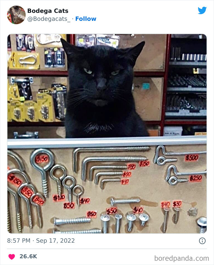 Cute And Funny Cats In Shops Looking Like They Own The Place, As Shared On This Twitter Page (New Pics)
