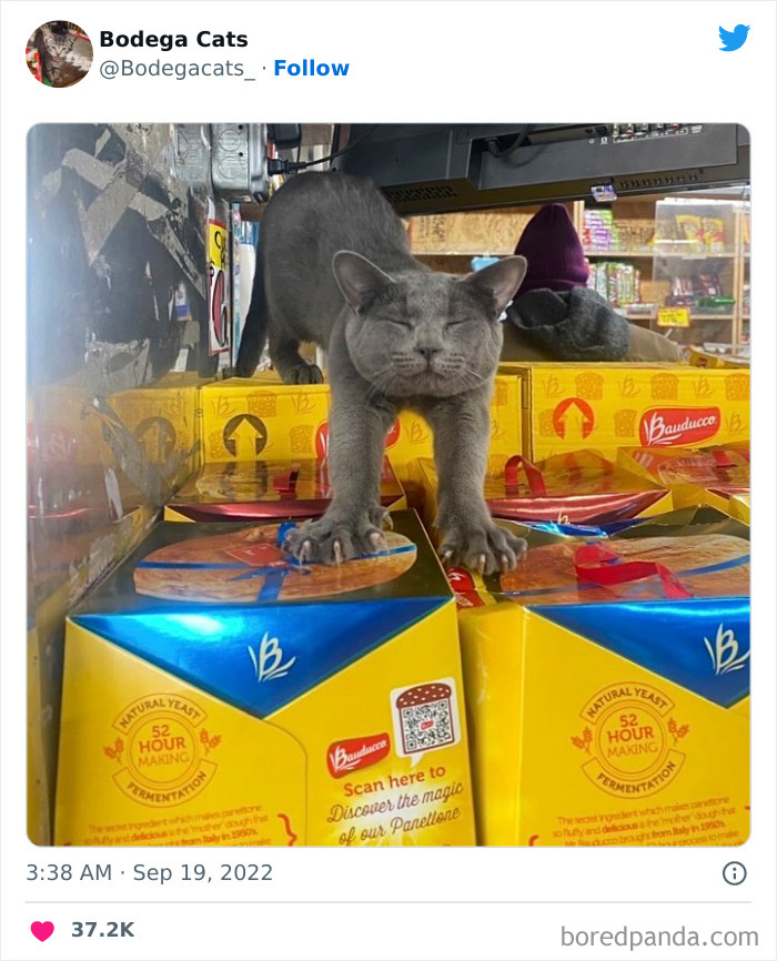 Cute And Funny Cats In Shops Looking Like They Own The Place, As Shared On This Twitter Page (New Pics)