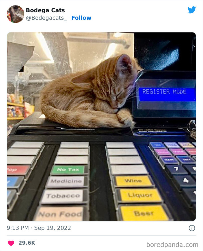 Cute And Funny Cats In Shops Looking Like They Own The Place, As Shared On This Twitter Page (New Pics)