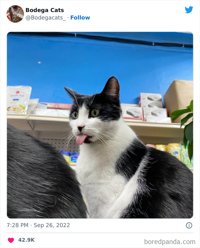 Cute And Funny Cats In Shops Looking Like They Own The Place, As Shared On This Twitter Page (New Pics)