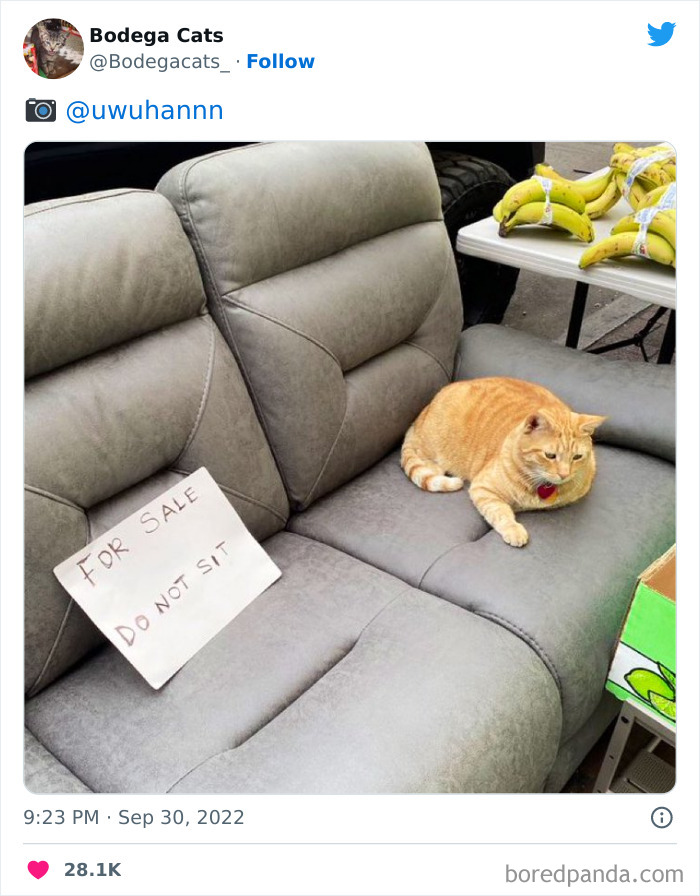 Cute And Funny Cats In Shops Looking Like They Own The Place, As Shared On This Twitter Page (New Pics)