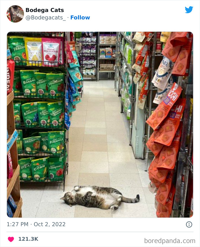Cute And Funny Cats In Shops Looking Like They Own The Place, As Shared On This Twitter Page (New Pics)