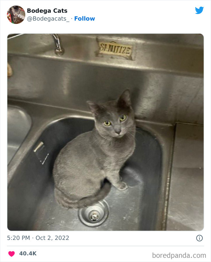 Cute And Funny Cats In Shops Looking Like They Own The Place, As Shared On This Twitter Page (New Pics)