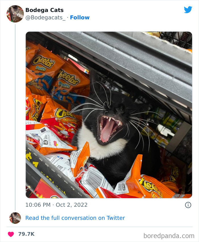 Cute And Funny Cats In Shops Looking Like They Own The Place, As Shared On This Twitter Page (New Pics)