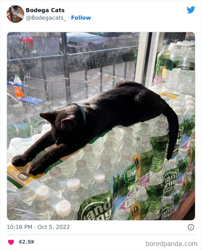 Cute And Funny Cats In Shops Looking Like They Own The Place, As Shared On This Twitter Page (New Pics)