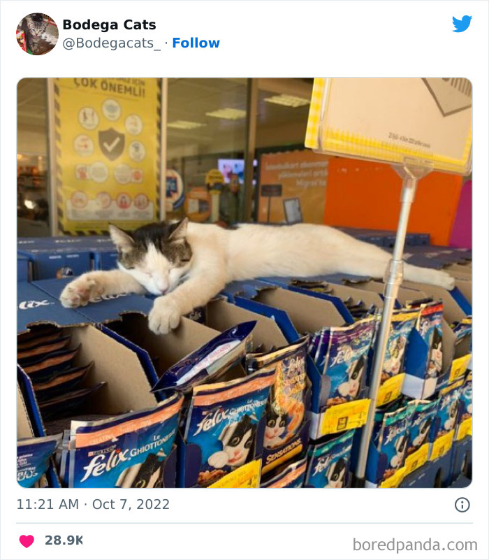 Cute And Funny Cats In Shops Looking Like They Own The Place, As Shared On This Twitter Page (New Pics)
