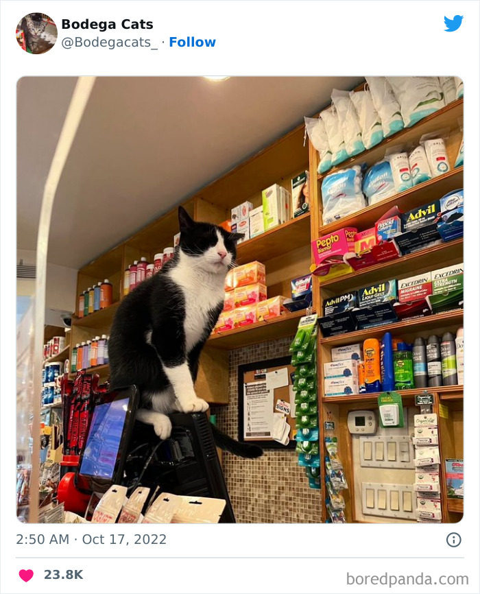 Cute And Funny Cats In Shops Looking Like They Own The Place, As Shared On This Twitter Page (New Pics)