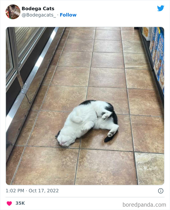 Cute And Funny Cats In Shops Looking Like They Own The Place, As Shared On This Twitter Page (New Pics)