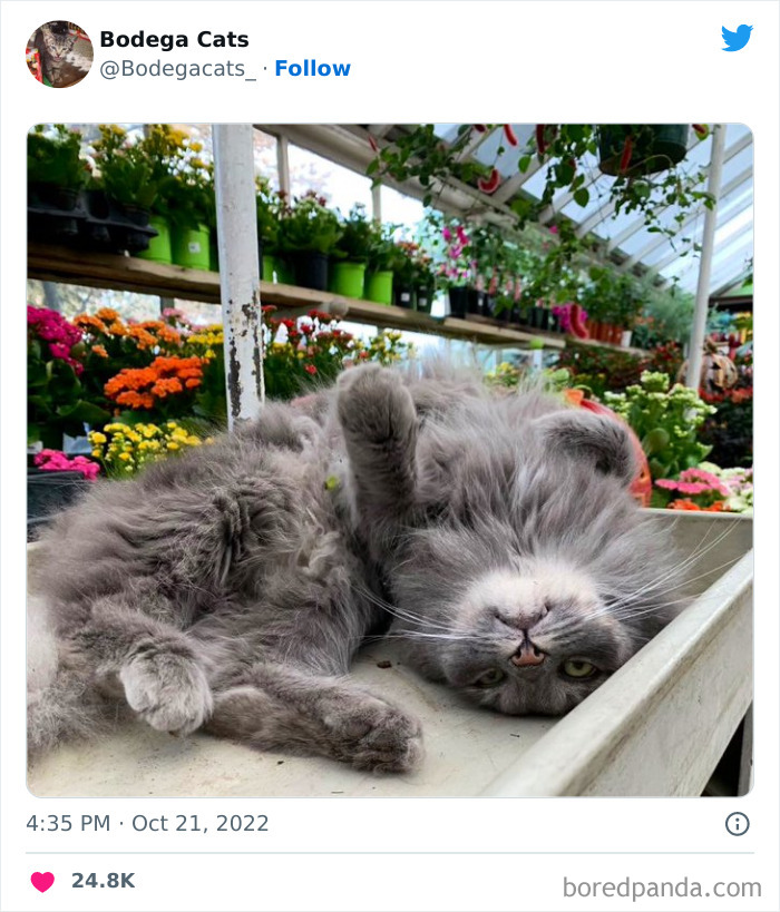 Cute And Funny Cats In Shops Looking Like They Own The Place, As Shared On This Twitter Page (New Pics)